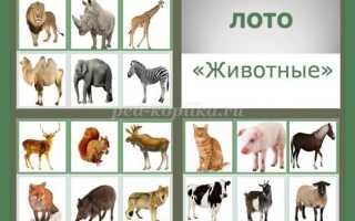 Дидактические игры для дошкольников на тему: Животные