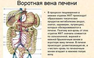 Воротная вена: функции, строение системы портального кровообращения, заболевания и диагностика